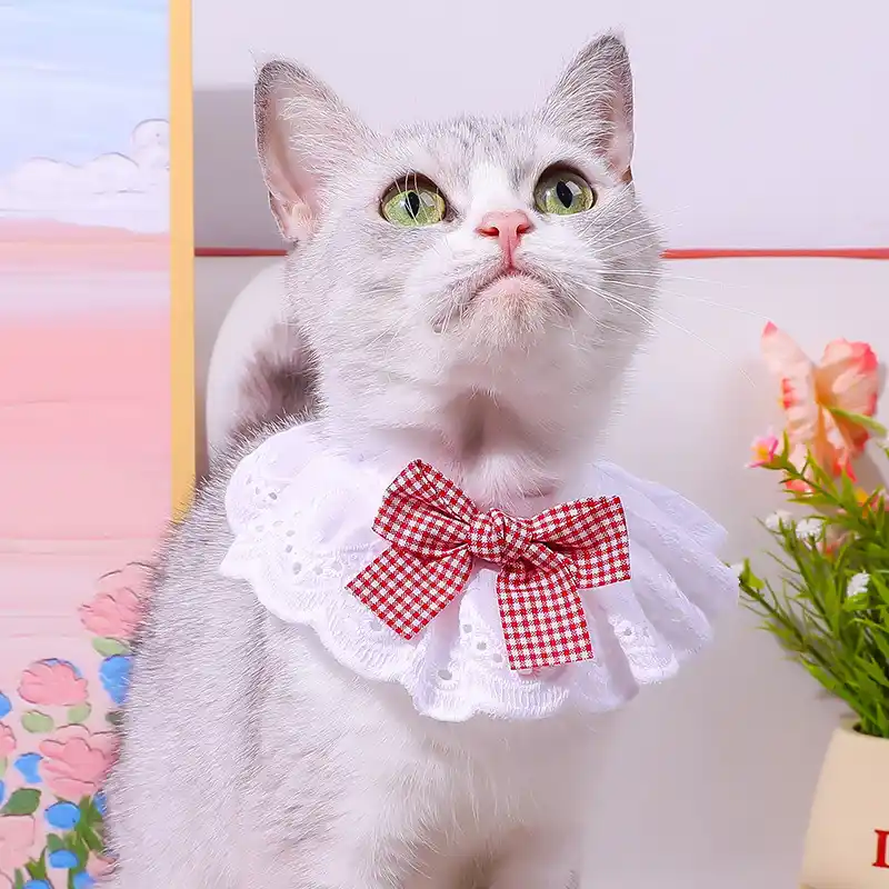 pet-collar-915-1701- (5)